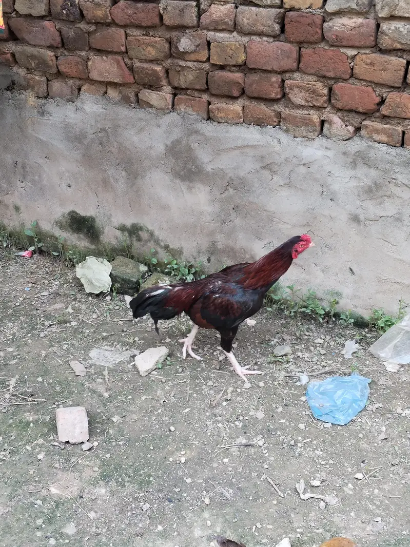 murga for sale / Aseel murga/ Aseel murga for the — photo 3