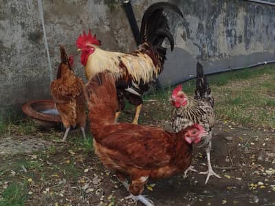 Desi Hen and cock