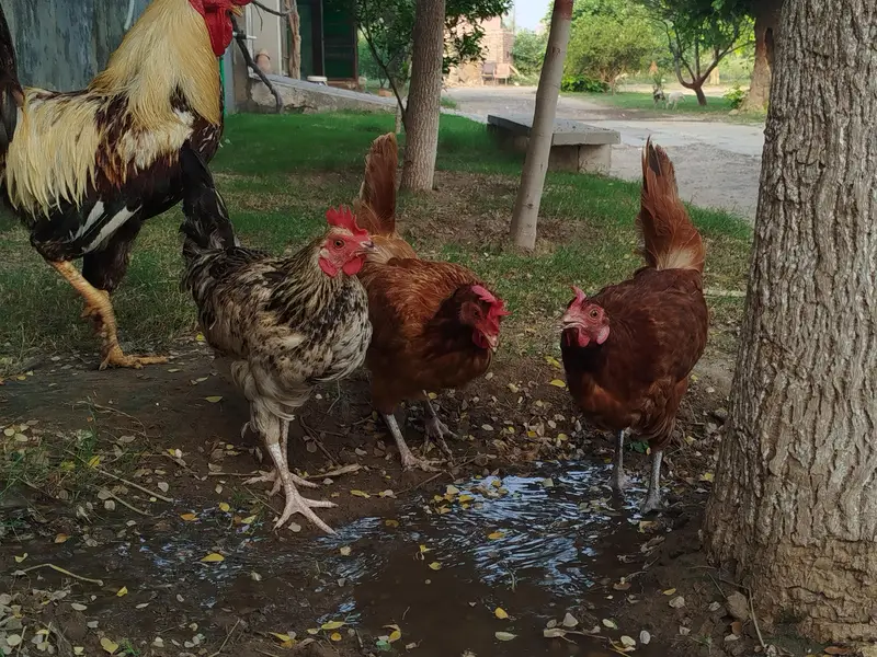 Desi Hen and cock — photo 2