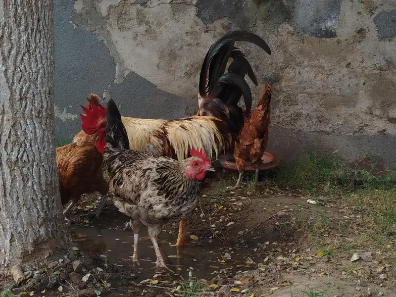 Desi Hen and cock — photo 3
