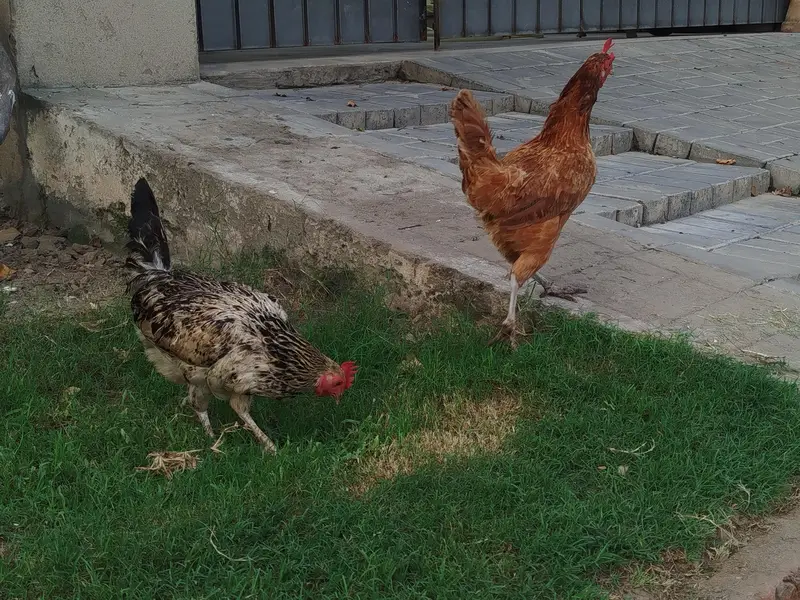 Desi Hen and cock — photo 4