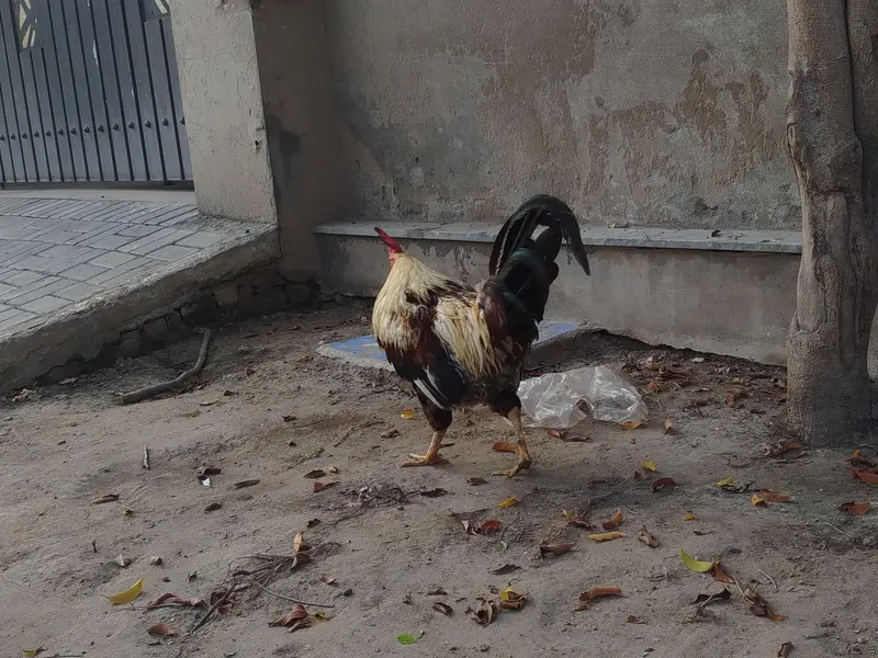 Desi Hen and cock — photo 5