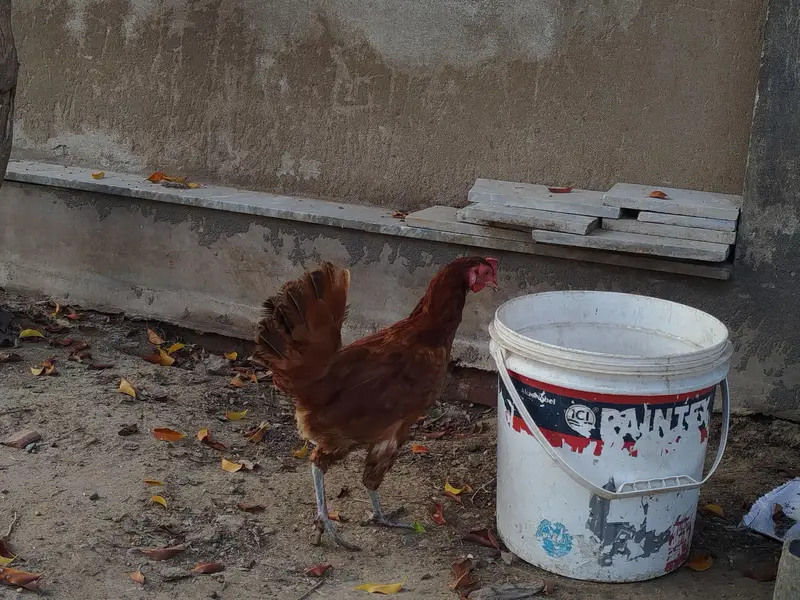 Desi Hen and cock — photo 6
