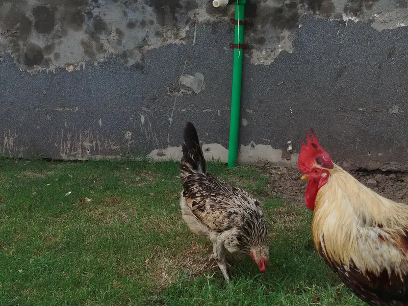 Desi Hen and cock — photo 7