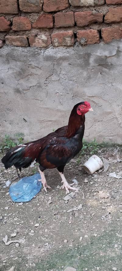 Aseel murga/ murga for sale / breader murga