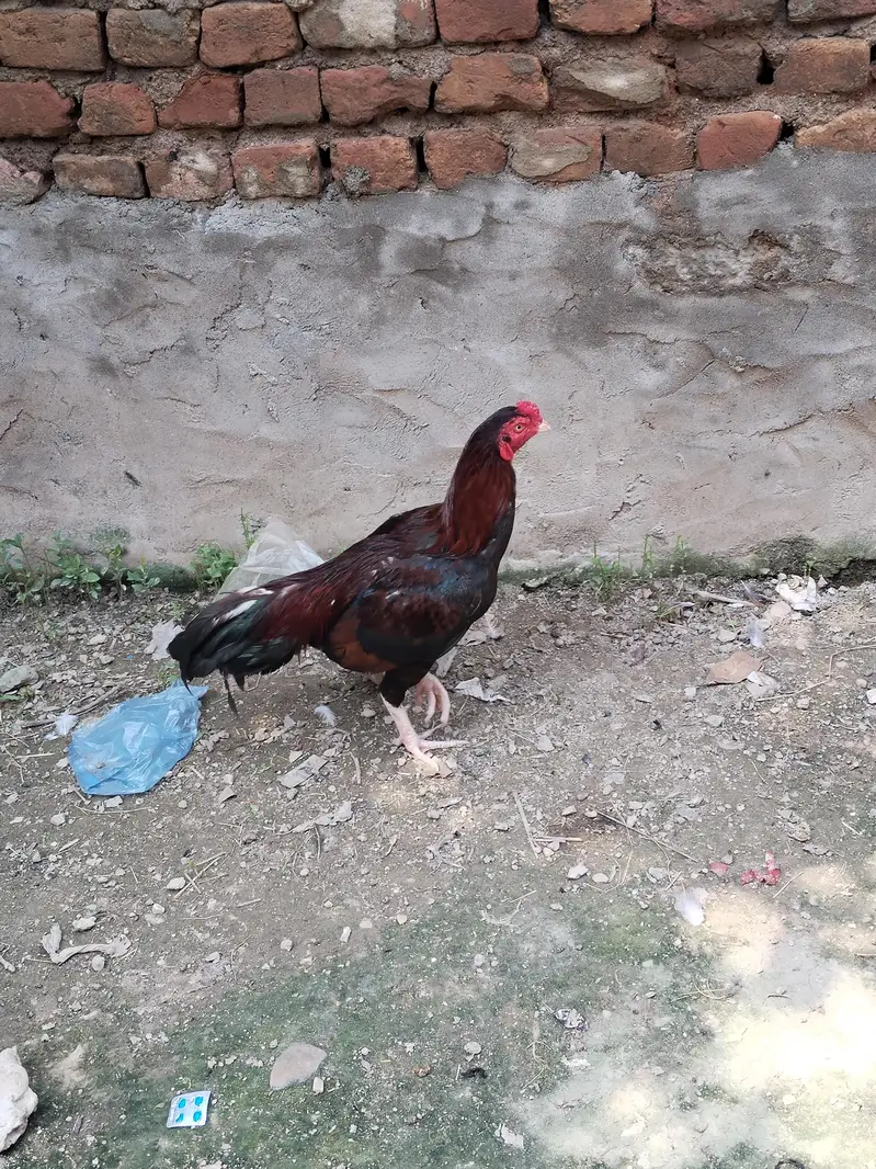 Aseel murga/ murga for sale / breader murga — photo 2