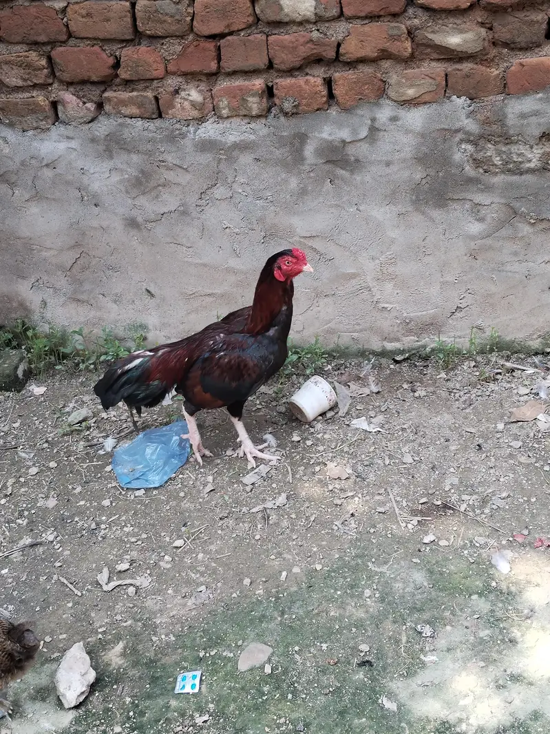 Aseel murga/ murga for sale / breader murga — photo 3
