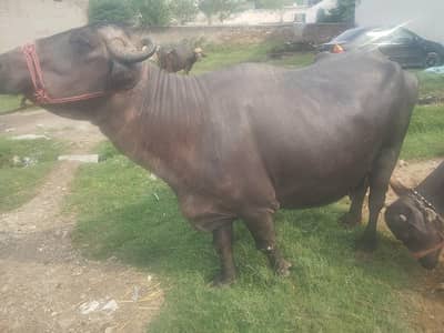 buffalos for sall health and fit