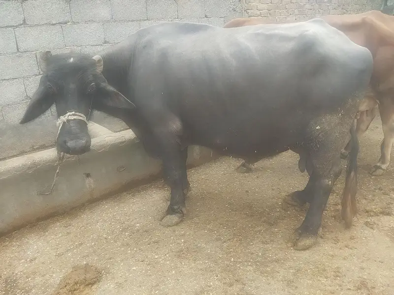 buffalos for sall health and fit — photo 2
