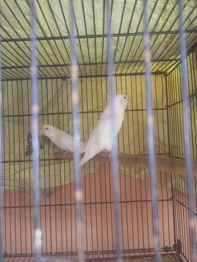 Albino Love Birds