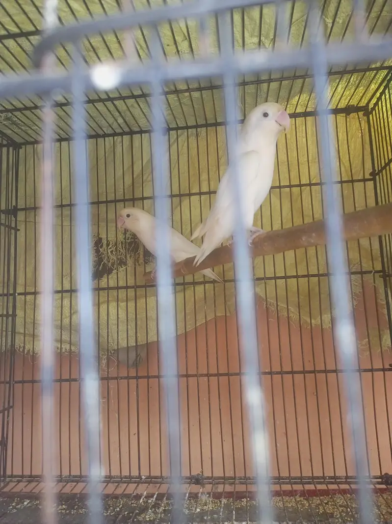 Albino Love Birds — photo 2
