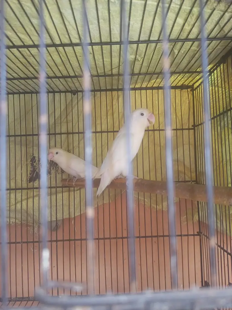 Albino Love Birds — photo 3