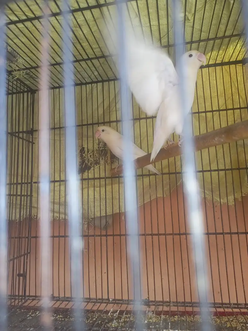 Albino Love Birds — photo 4
