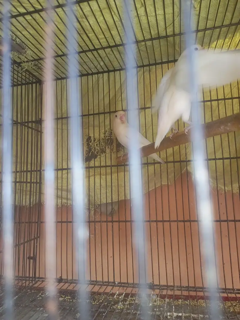 Albino Love Birds — photo 5