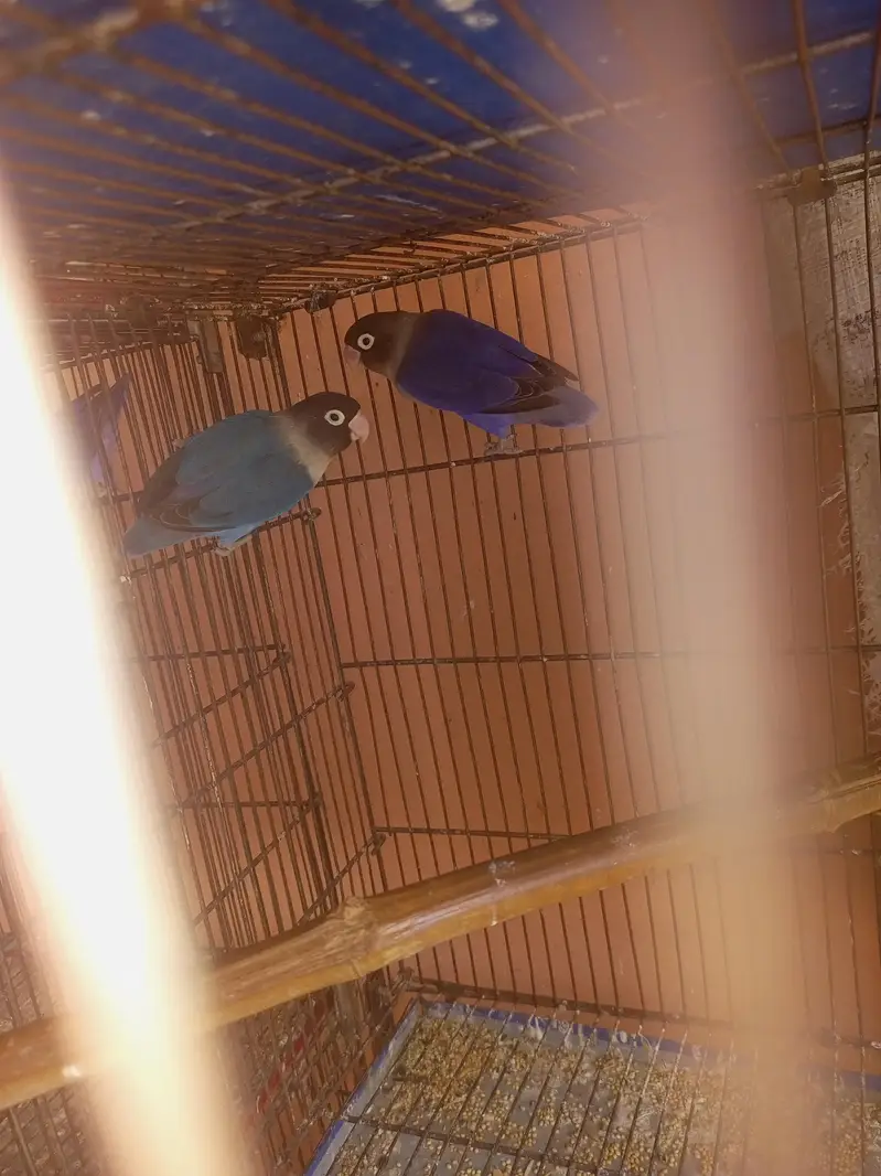 Albino Love Birds — photo 6