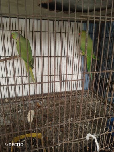 full breeder pair with history ka sata 03267651269