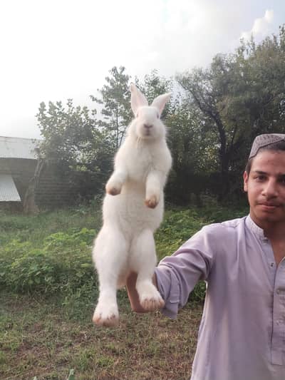 New Zealand White Rabbit