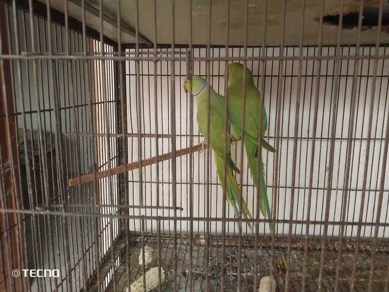 full breeder pair with history ka sata 03267651269 — photo 2