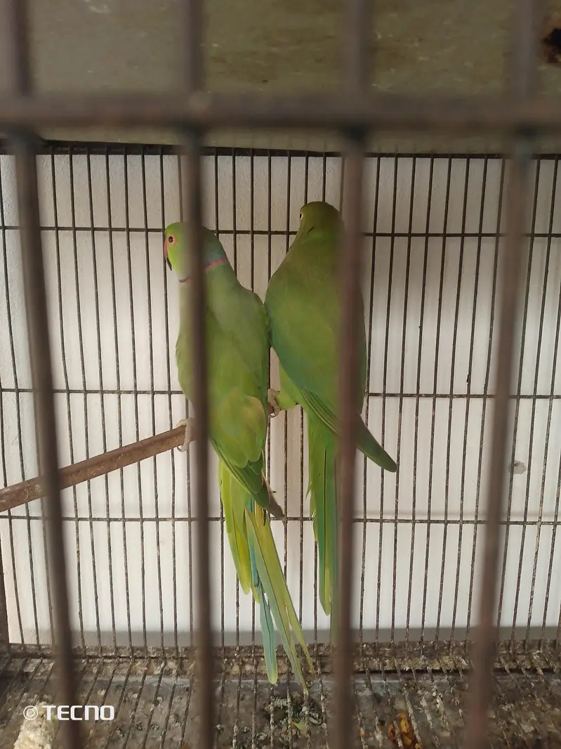 full breeder pair with history ka sata 03267651269 — photo 3