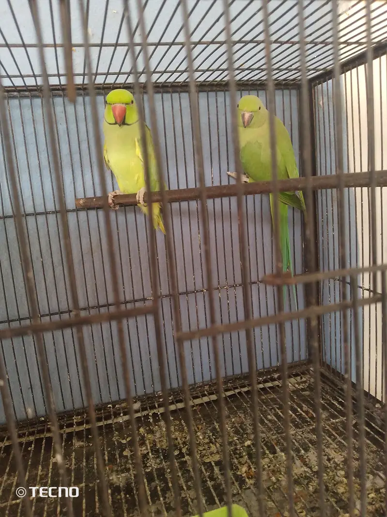 full breeder pair with history ka sata 03267651269 — photo 4