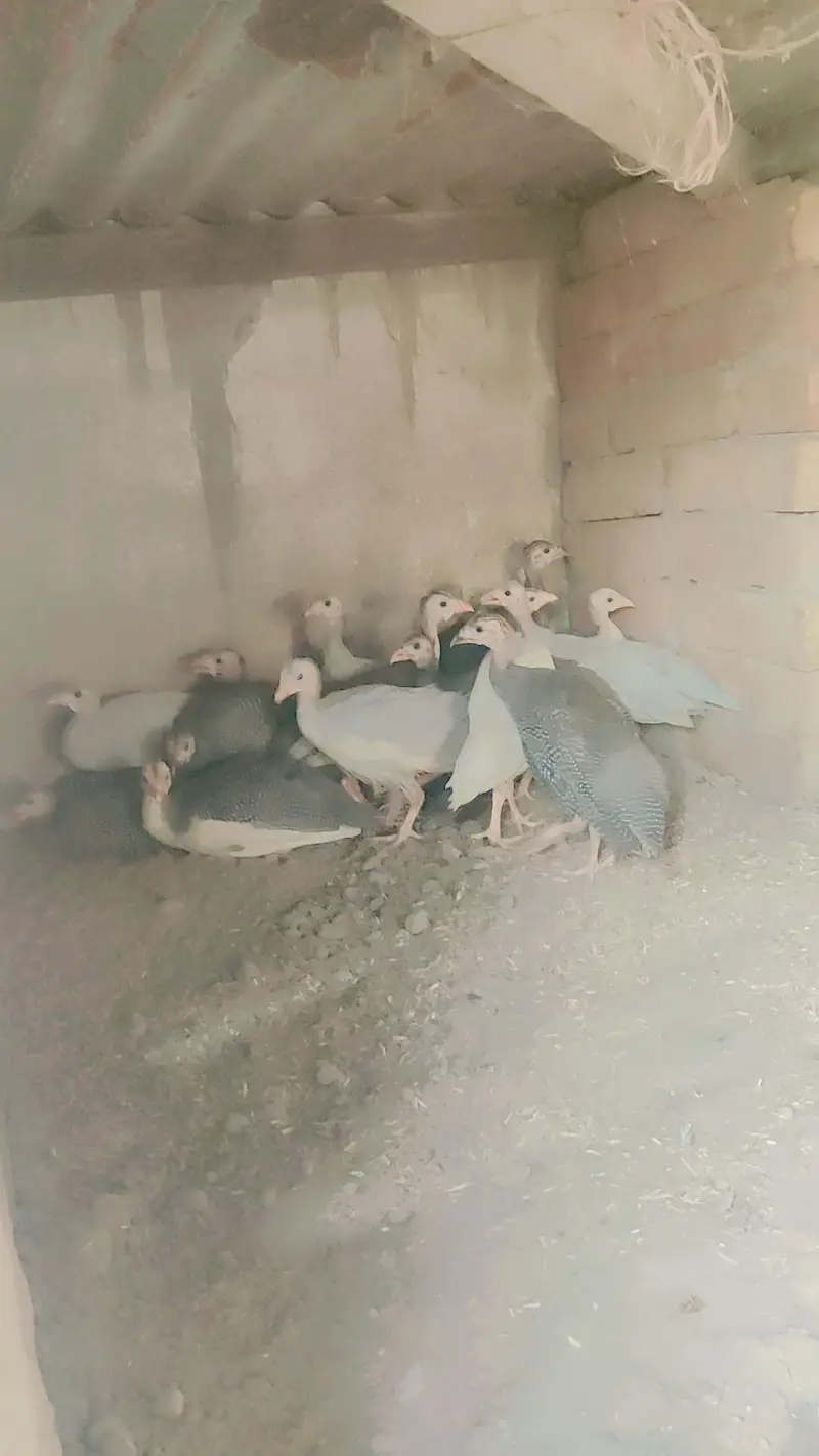 guni fol — photo 3