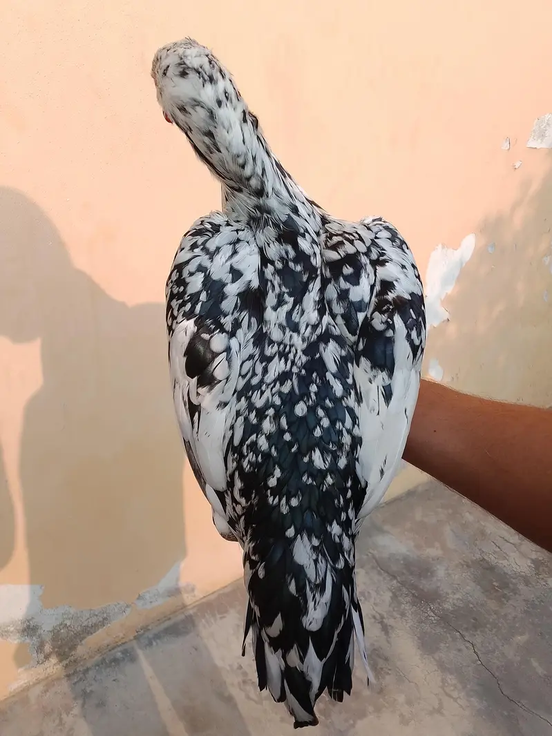 REHAN DOGAR — photo 2