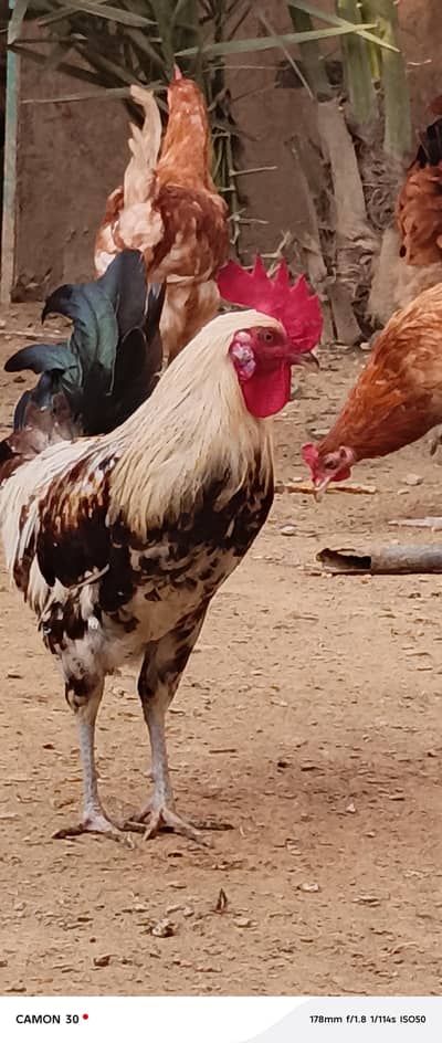 Male (Rooster) Available