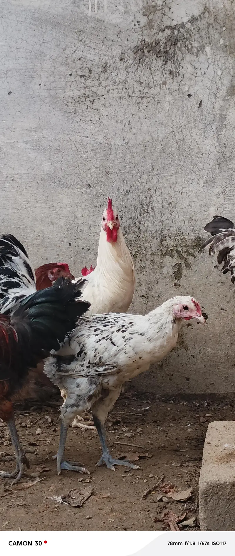 Male (Rooster) Available — photo 3