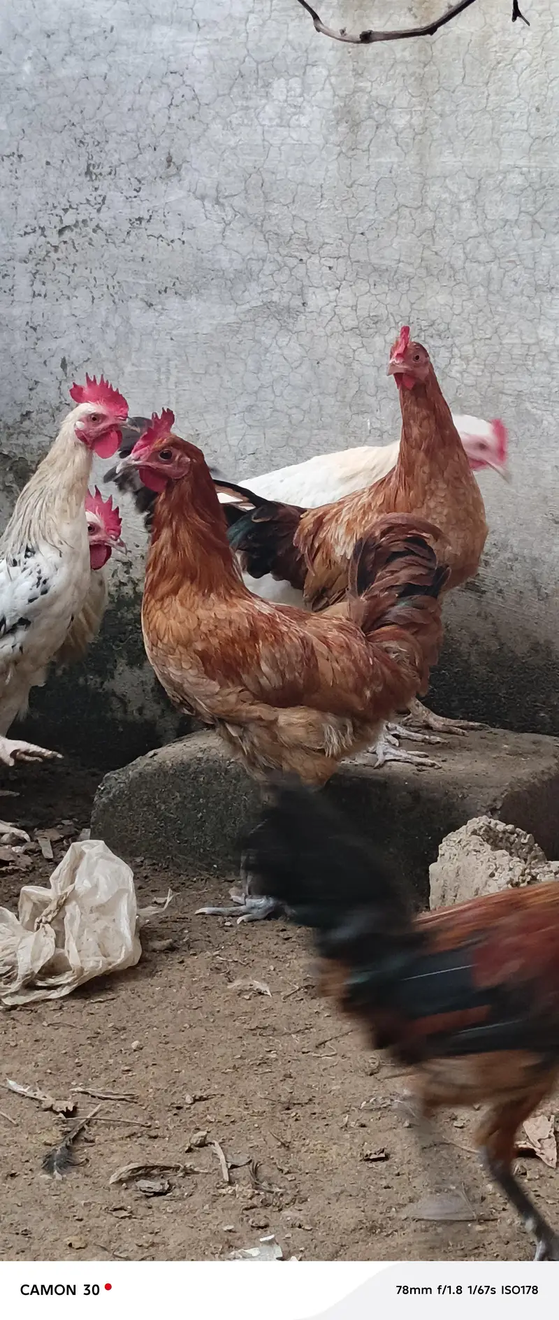 Male (Rooster) Available — photo 4