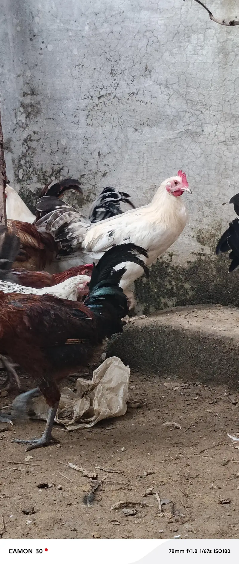 Male (Rooster) Available — photo 5