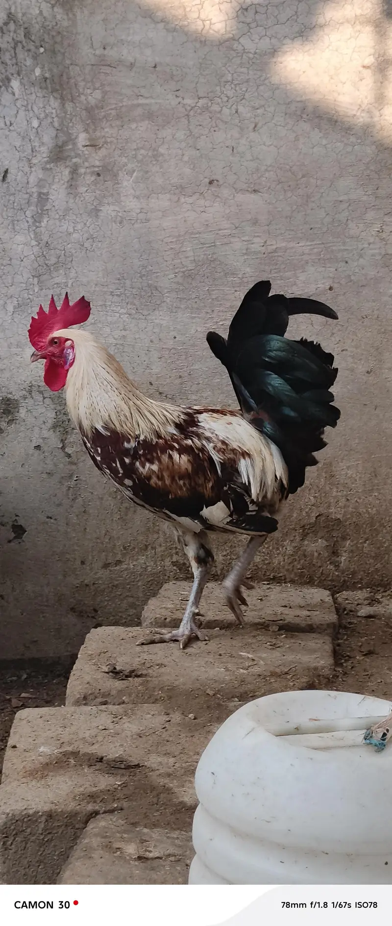 Male (Rooster) Available — photo 6