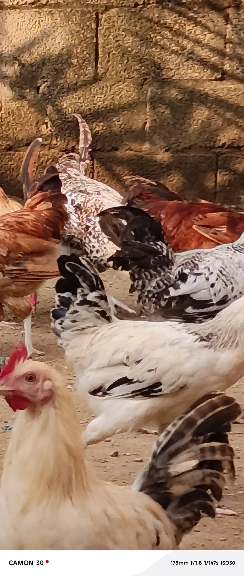 Male (Rooster) Available — photo 7