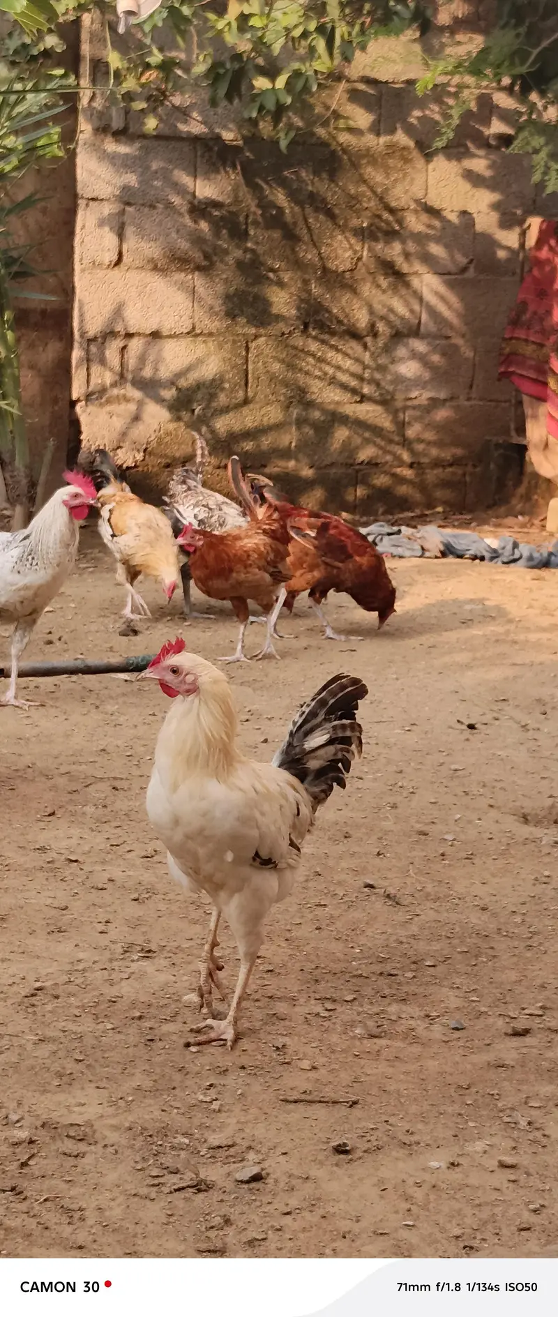 Male (Rooster) Available — photo 8