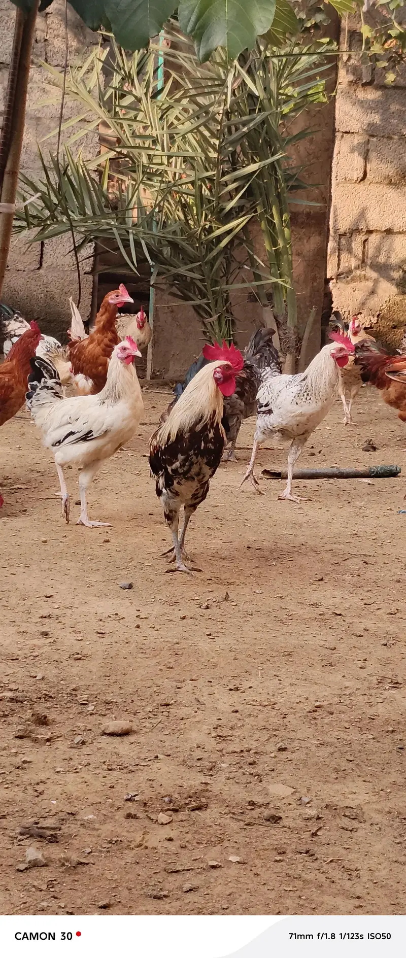 Male (Rooster) Available — photo 9