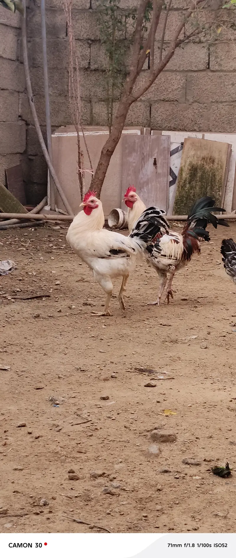 Male (Rooster) Available — photo 10