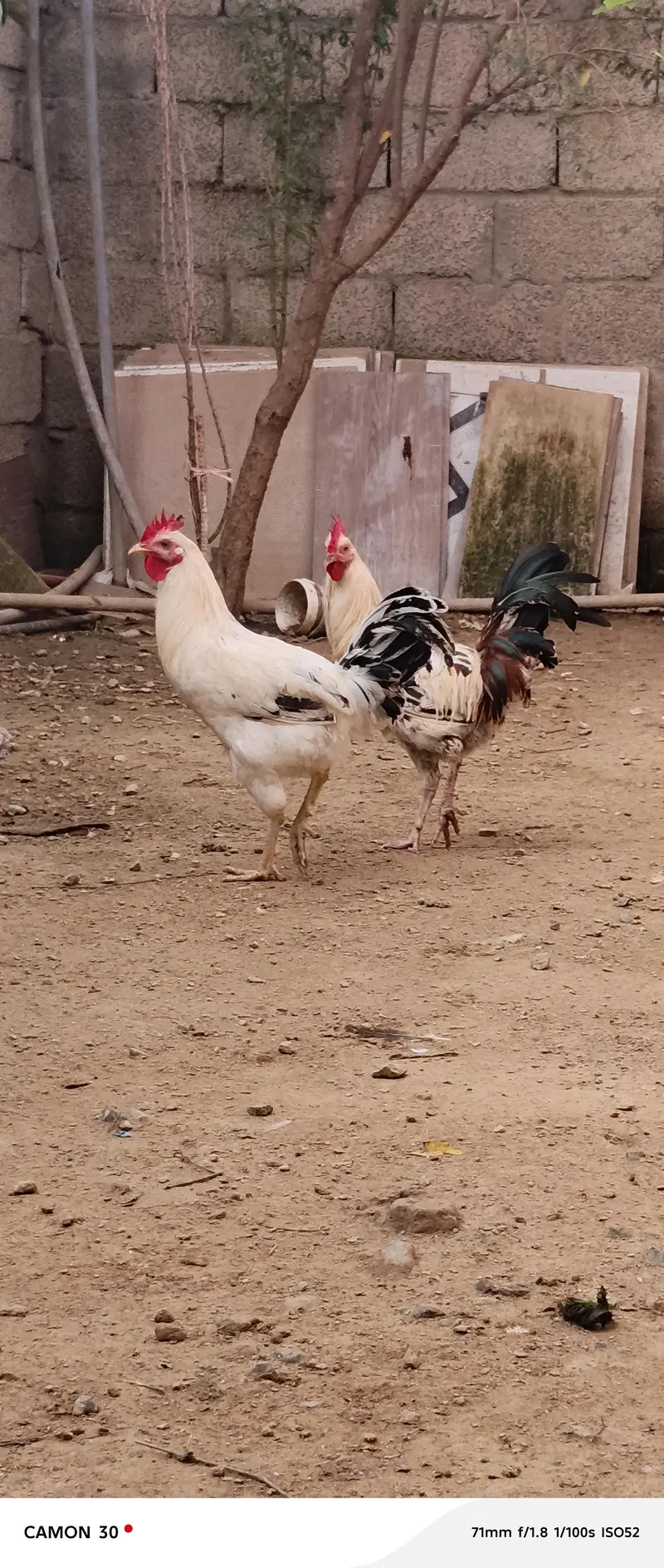 Male (Rooster) Available — photo 11