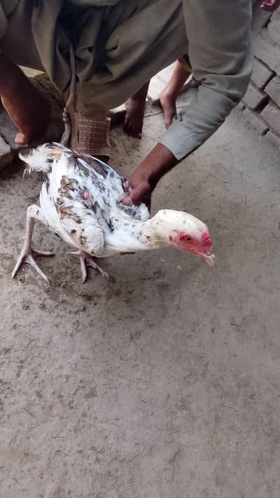 Aseel Cock