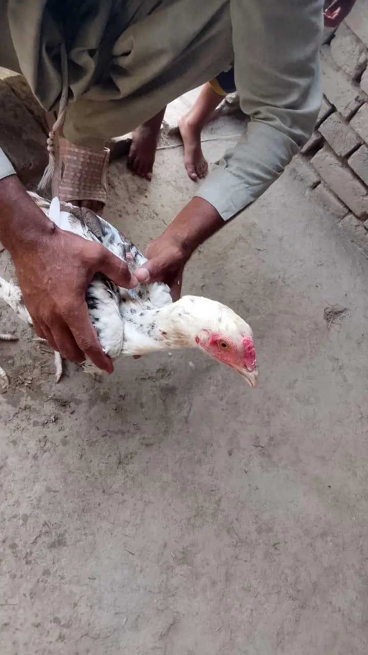 Aseel Cock — photo 2