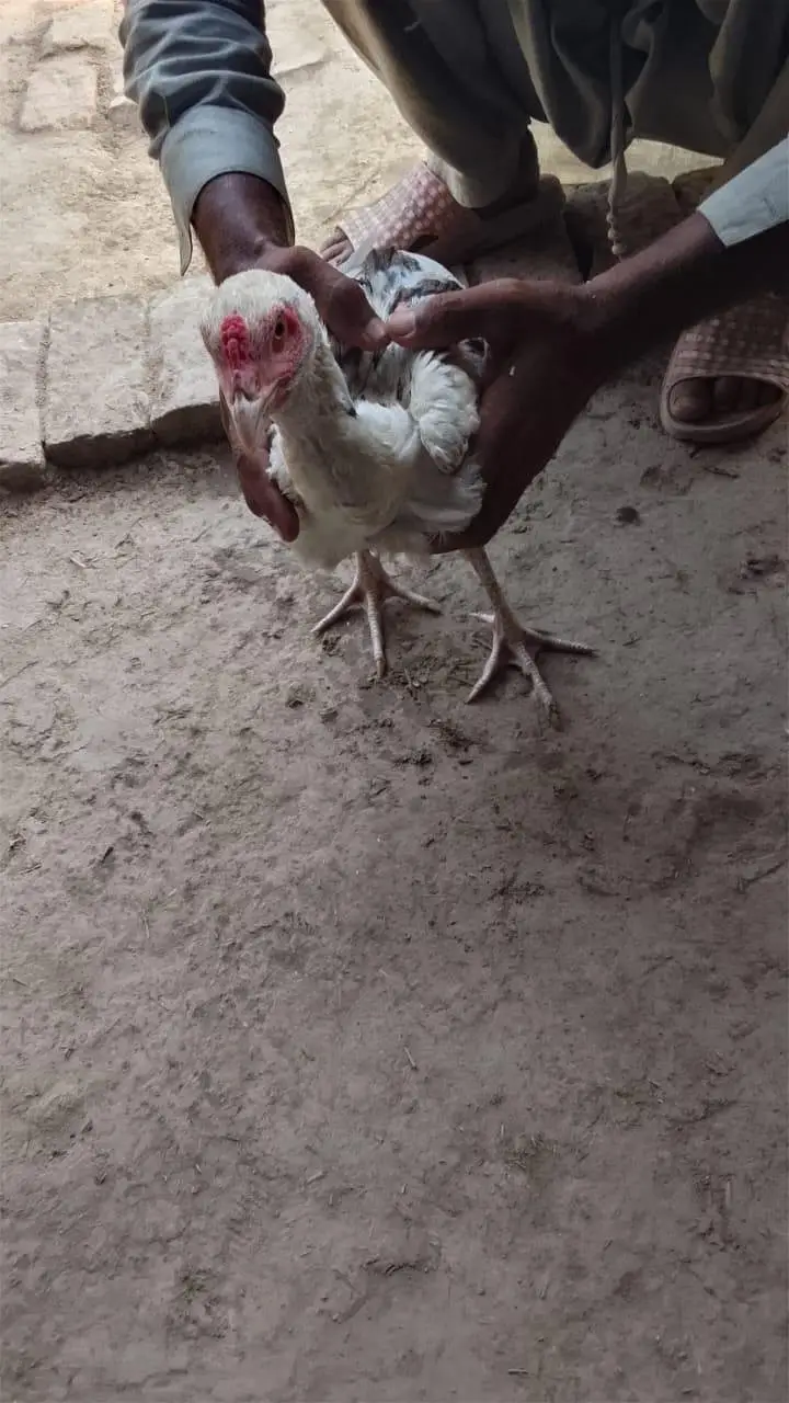 Aseel Cock — photo 3