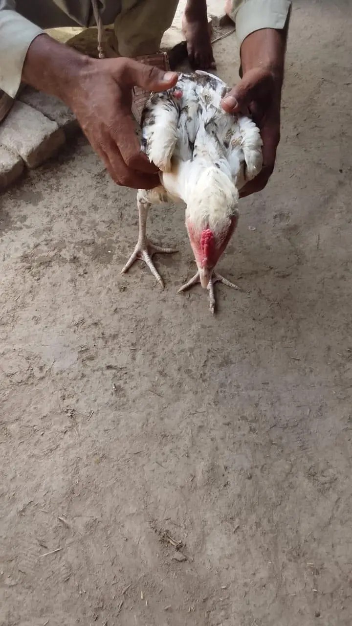 Aseel Cock — photo 4