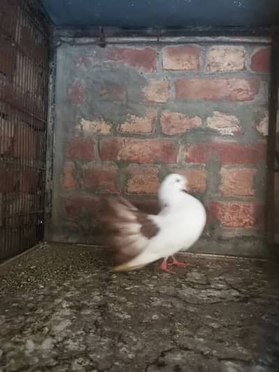 Lucky pigeon