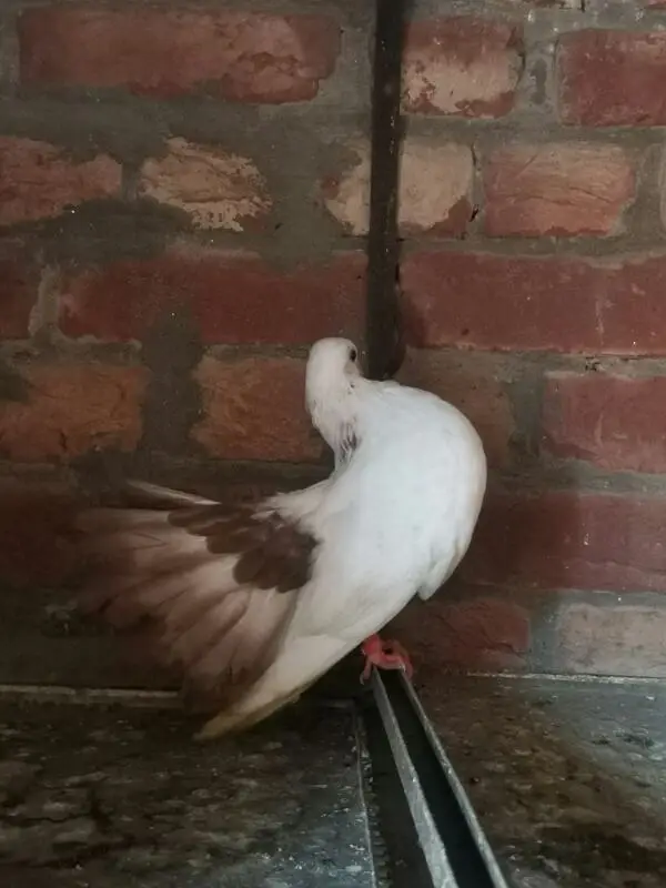Lucky pigeon — photo 2