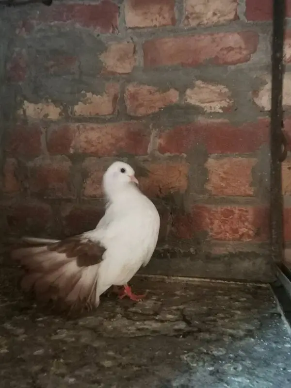 Lucky pigeon — photo 3