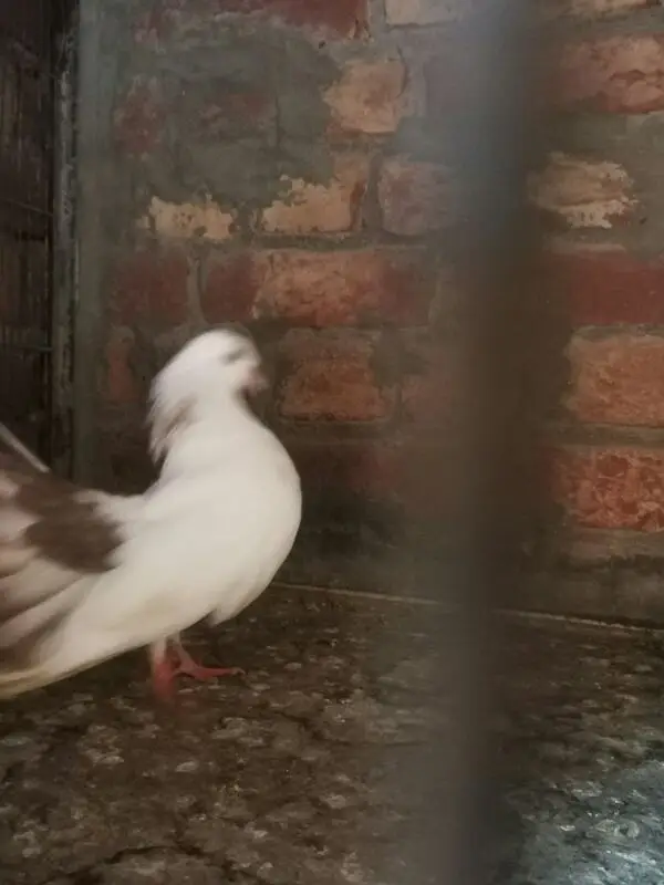 Lucky pigeon — photo 4
