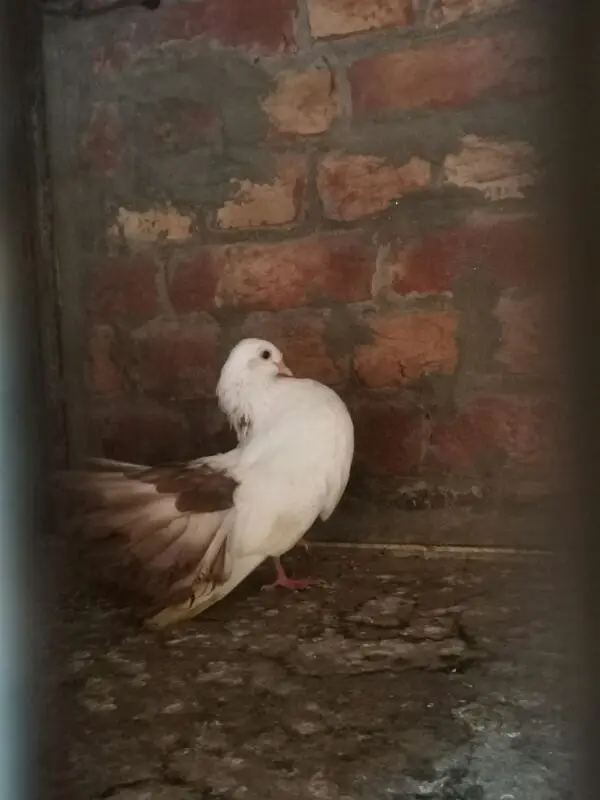 Lucky pigeon — photo 5
