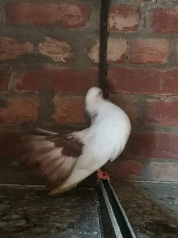 Lucky pigeon — photo 6