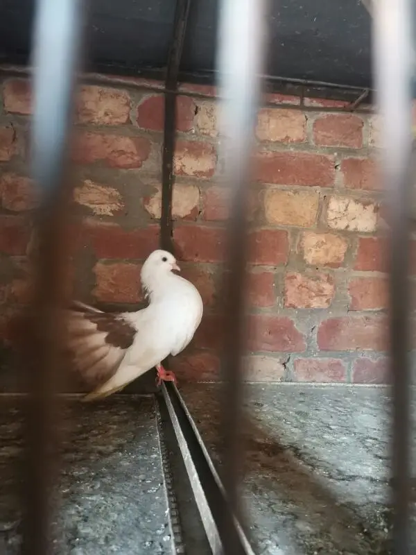 Lucky pigeon — photo 8