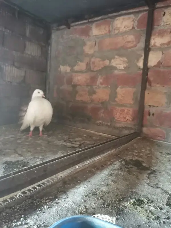 Lucky pigeon — photo 9