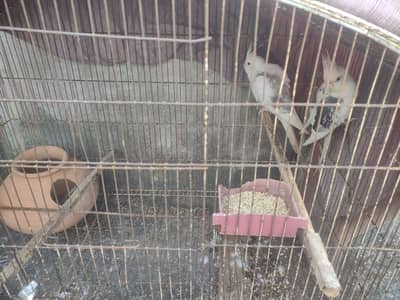 Cocktail paire for sale with cage