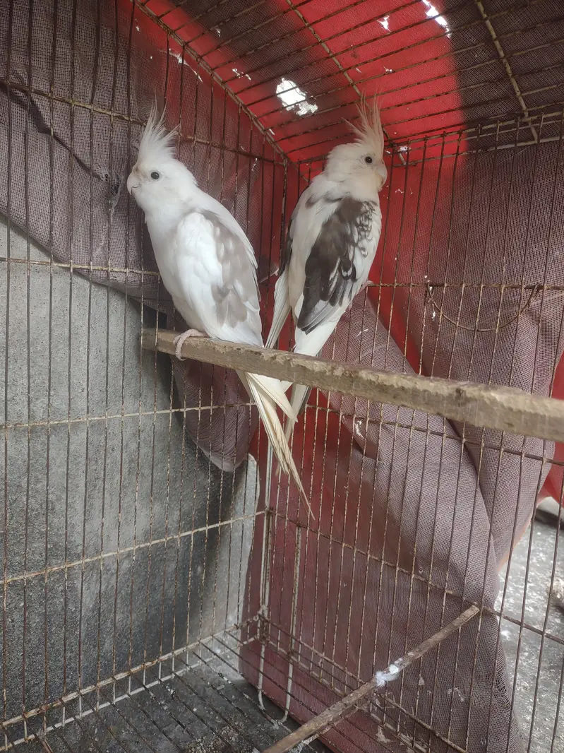 Cocktail paire for sale with cage — photo 2